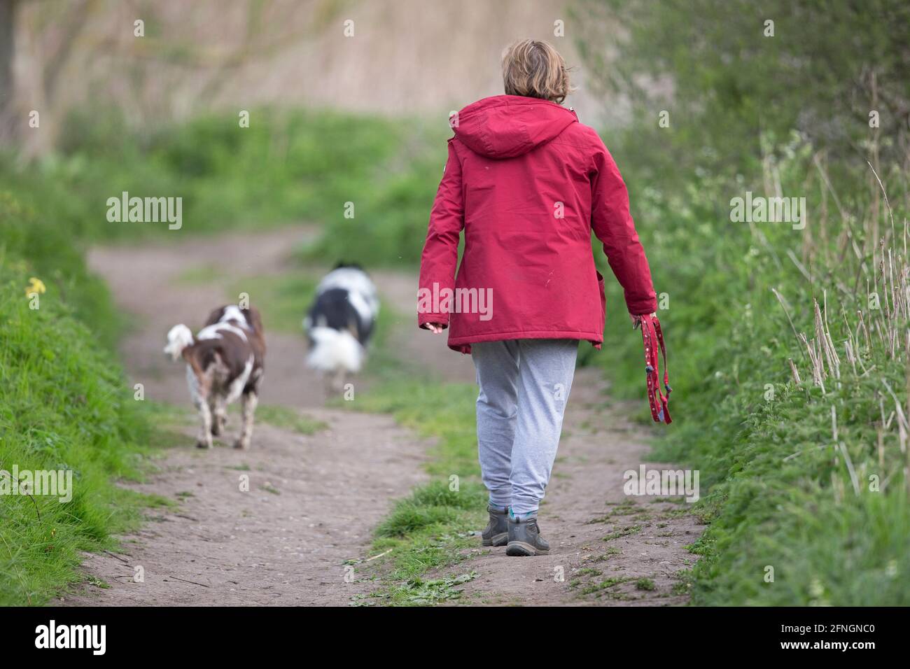 Dog Walkers (Homo sapiens) Thorpe Marshes dogs not on a lead Stock Photo