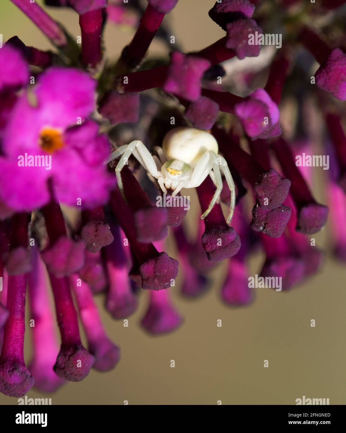 British spider crab hires stock photography and images Alamy