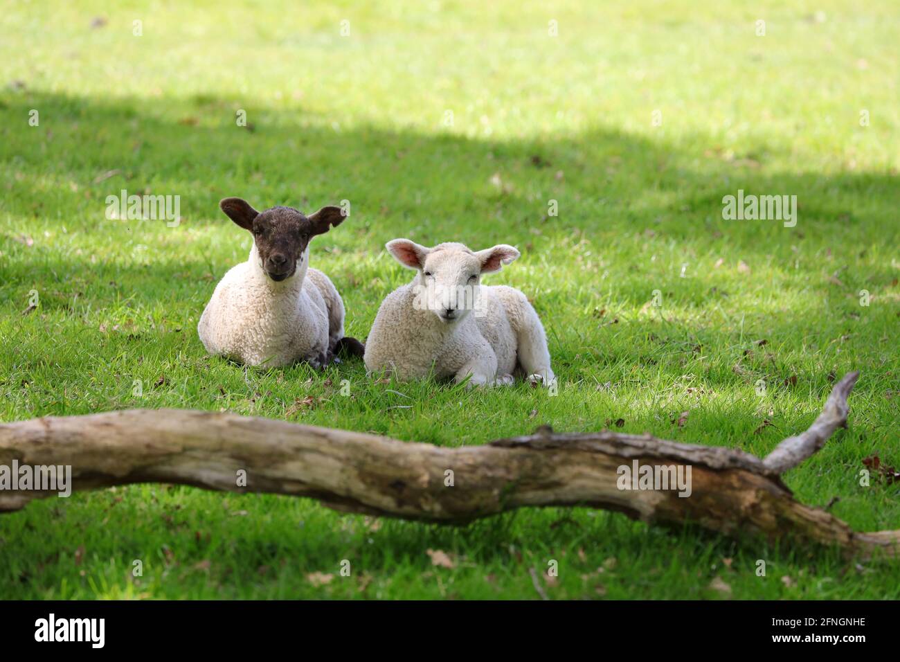 New born lambs Stock Photo
