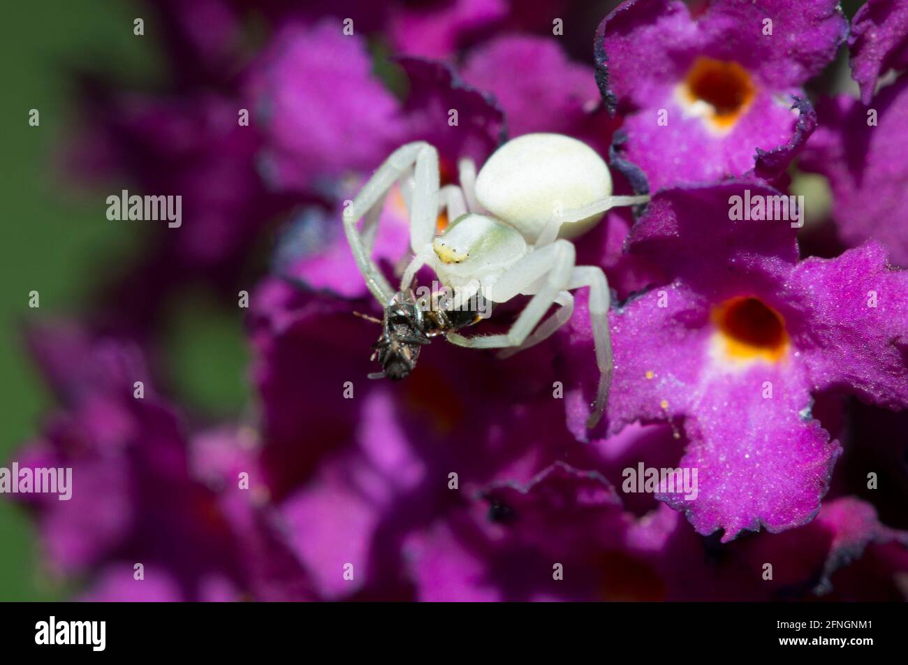 Spider crab united kingdom hires stock photography and images Alamy