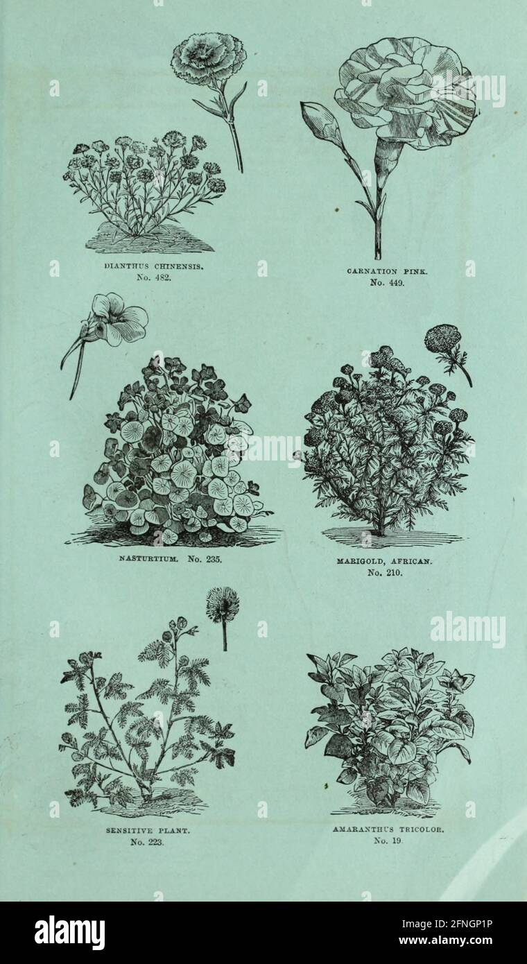 Washburn & Co.'s amateur cultivator's guide to the flower & kitchen garden Boston, Mass. :The Company,1876. Stock Photo