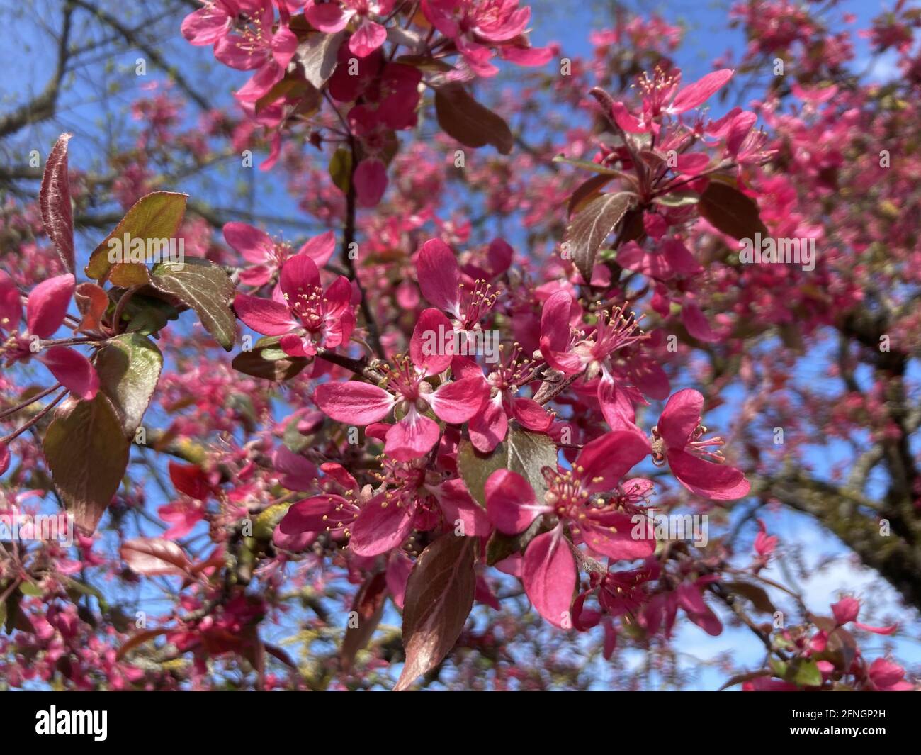 Closeup shot of pink blossom flowers on a Niedzwetzky's apple tree Stock Photo