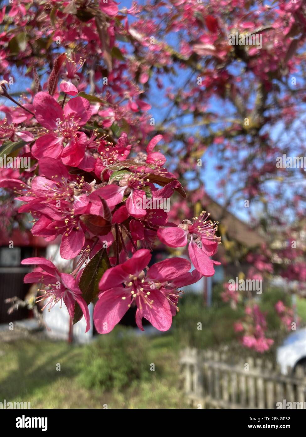 Closeup shot of pink blossom flowers on a Niedzwetzky's apple tree Stock Photo