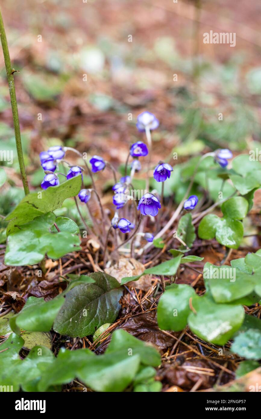 Purple snowdrops growing in spring hires stock photography and images