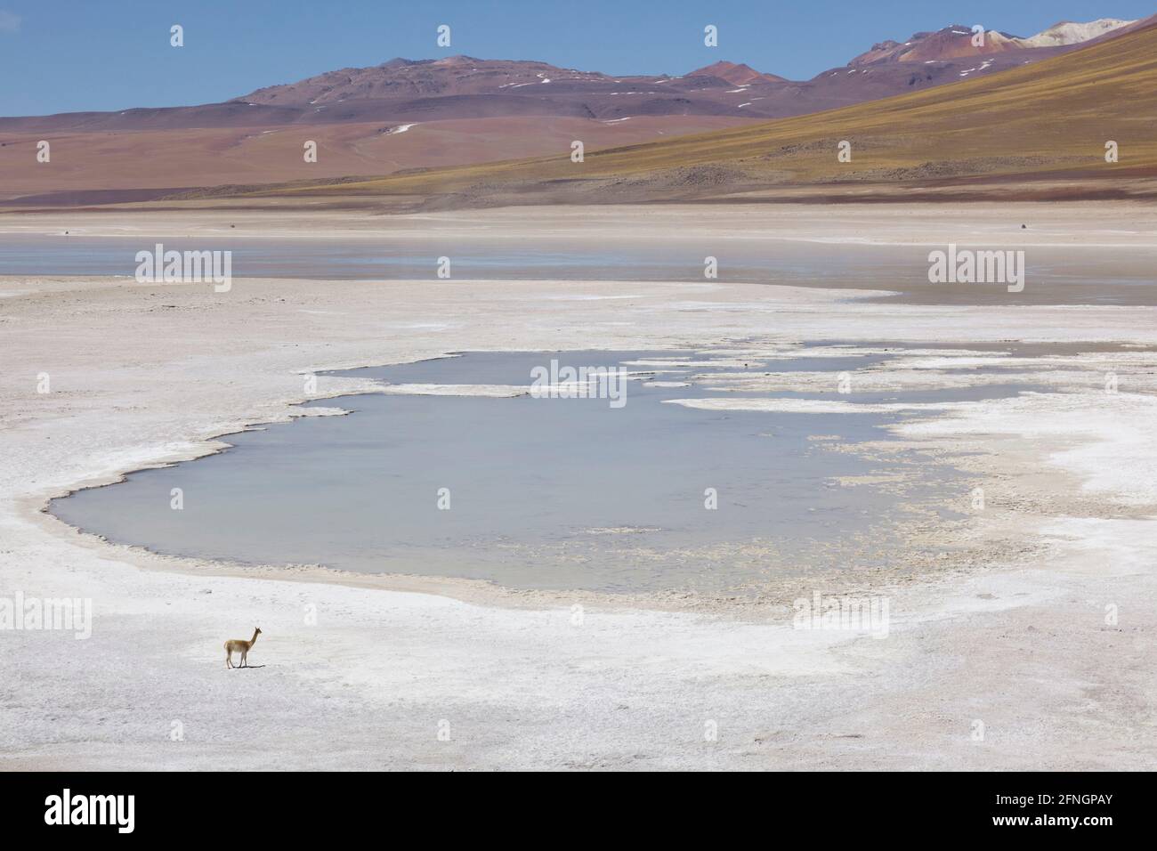 Against a backdrop of volcanic peaks, a solitary llama walks along the edge of the Laguna Verde, Bolivia. Stock Photo