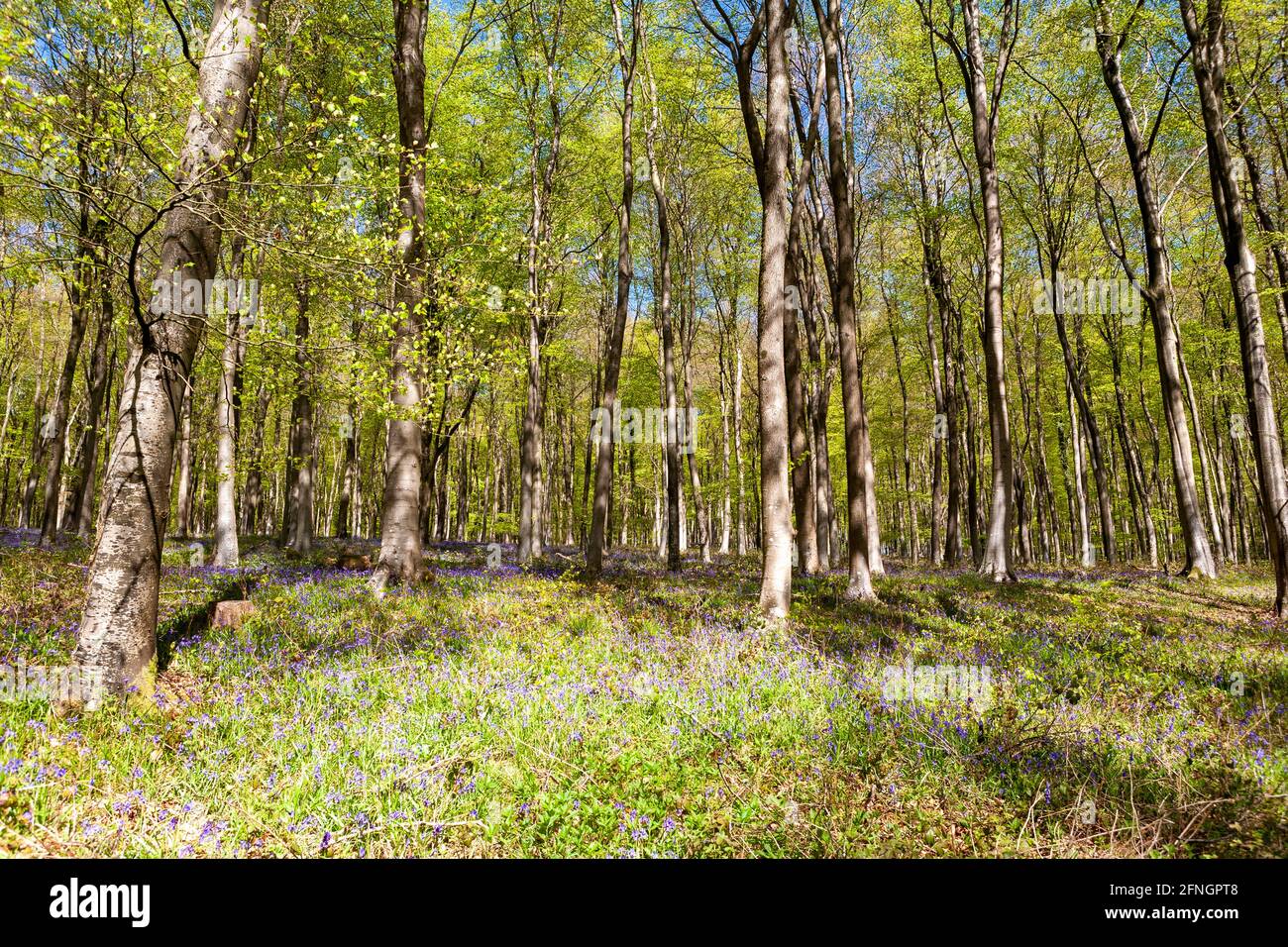 A carpet of bluebells (Hyacinthoides non-scripta) beneath beech trees (Fagus sylvatica) in new Spring leaf, Wildhams Wood, Stoughton, West Sussex, UK Stock Photo