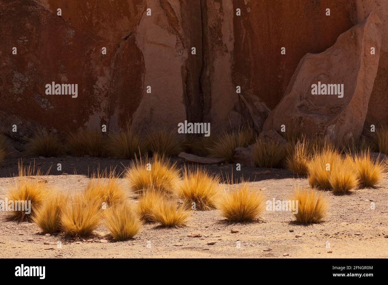 Clumps of desert grass, Atacama desert, Bolivia, Stock Photo