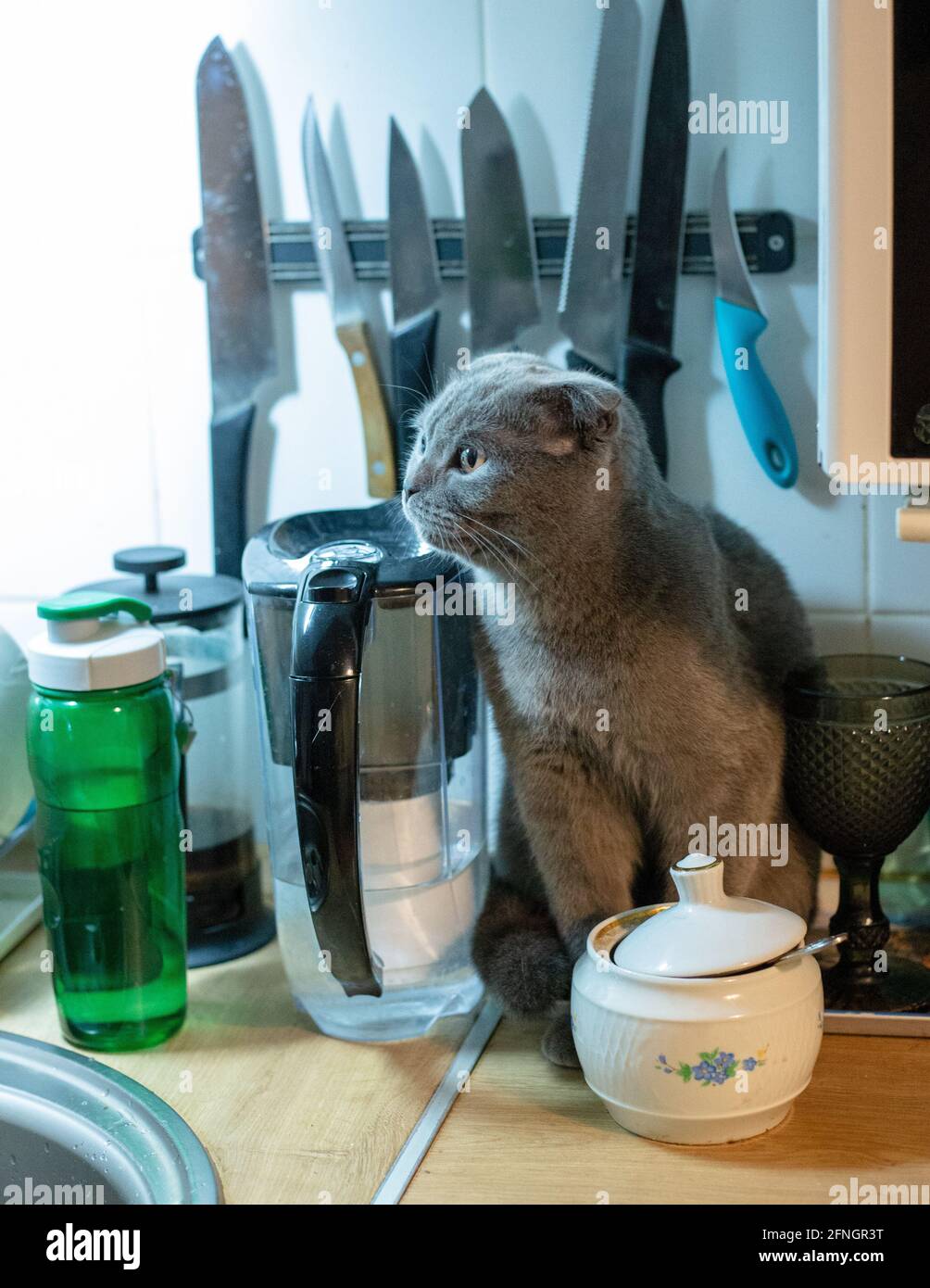 A cat sitting on top of a table next to a cup of coffee Stock Photo