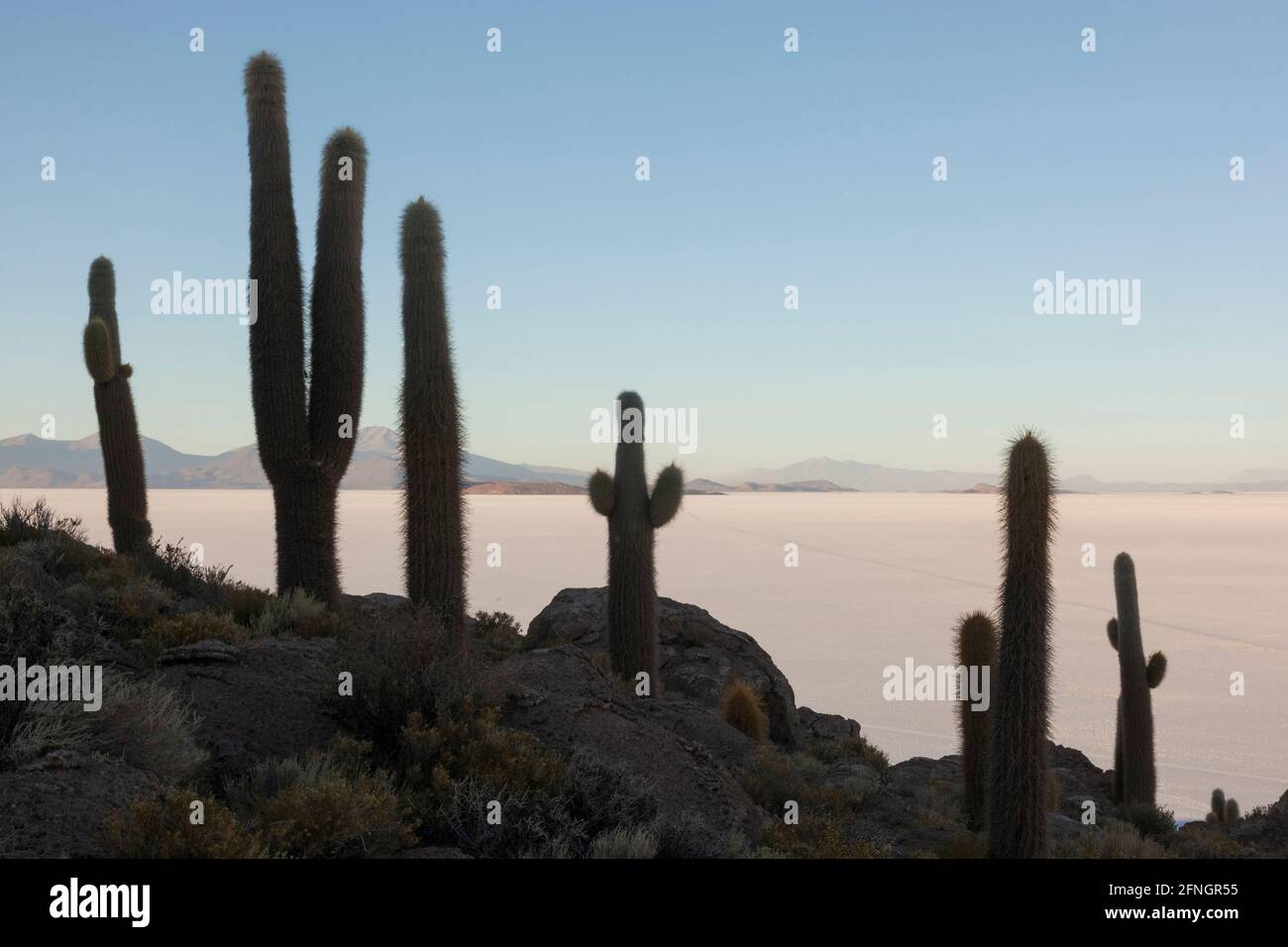 Overlooked by a cacti covered rock outcrop, distant SUV overland safari vehicles cross Bolivia's Salar de Uyuni salt-flats at dawn. Stock Photo