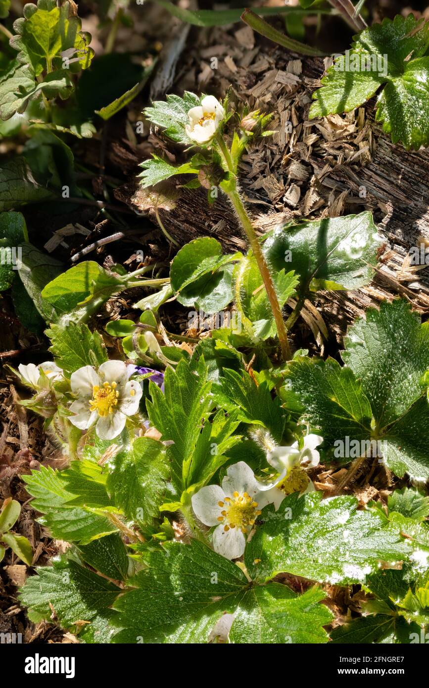 Macro shot of a wild strawberry plant in the undergrowth with flowers ...
