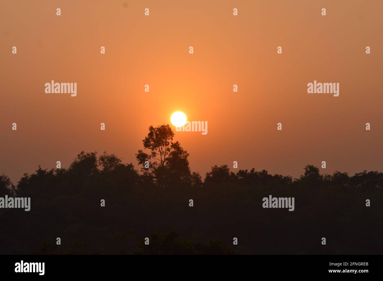 Closeup shot of the silhouette of trees and leaves in orange sky at ...