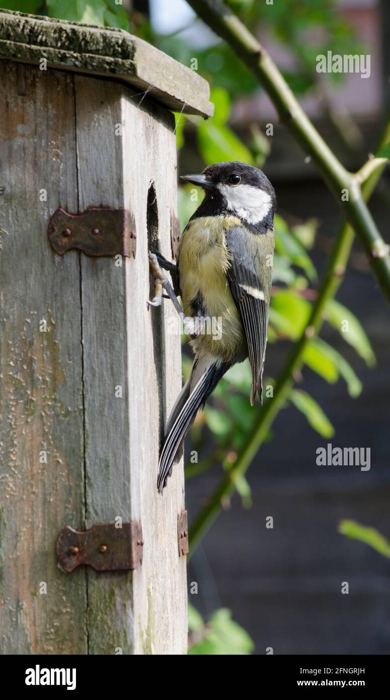 Great Tit at Nesting Box Stock Photo - Alamy