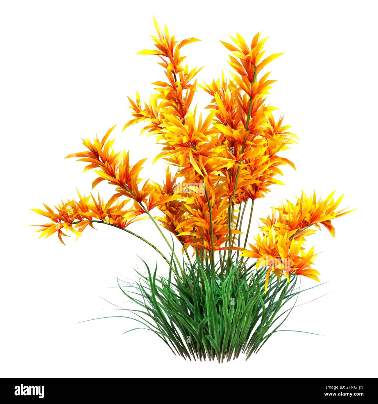 3D rendering of wild orange orchid flowers isolated on white background ...