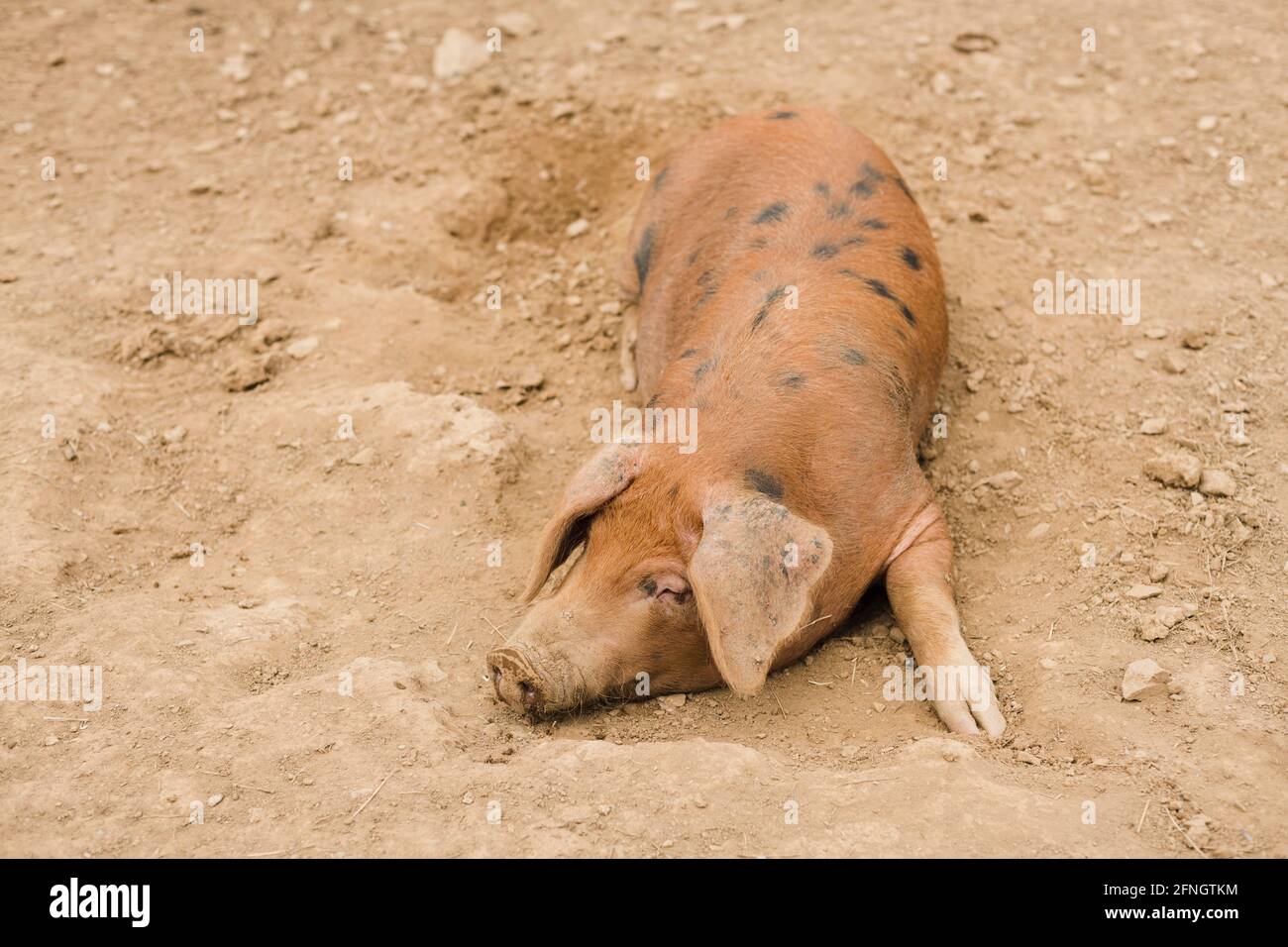 United Kingdom. Cornwall. near Mevagissey. Lost Gardens of Heligan. Pig. 2018. Stock Photo