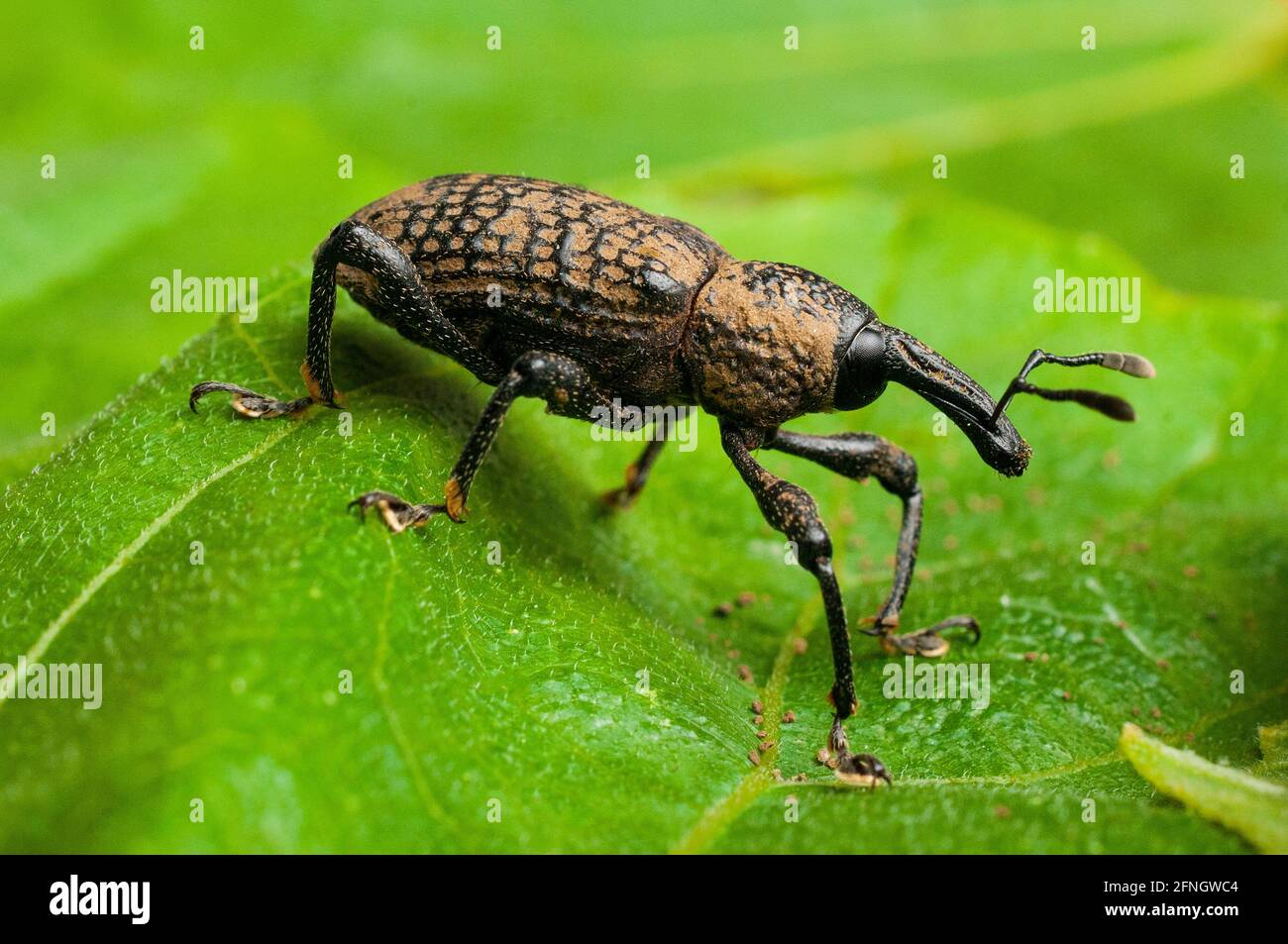 Adult specimen of fig weevil (aclees cribratus Gyllenhy). This beetle native to Southeast Asia is infesting the fig trees of central Italy. Stock Photo