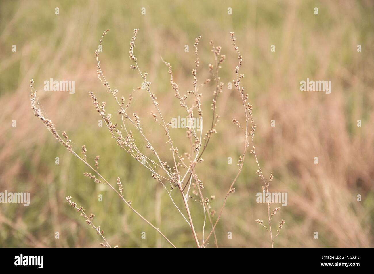 Gardening With Wildflowers High Resolution Stock Photography and Images ...
