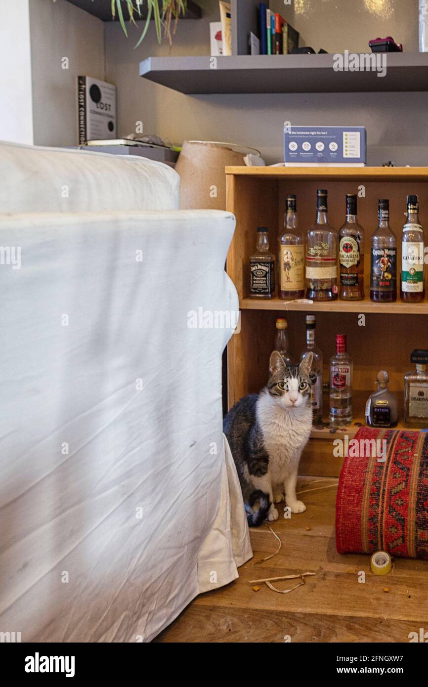 Guarding cats hires stock photography and images Alamy