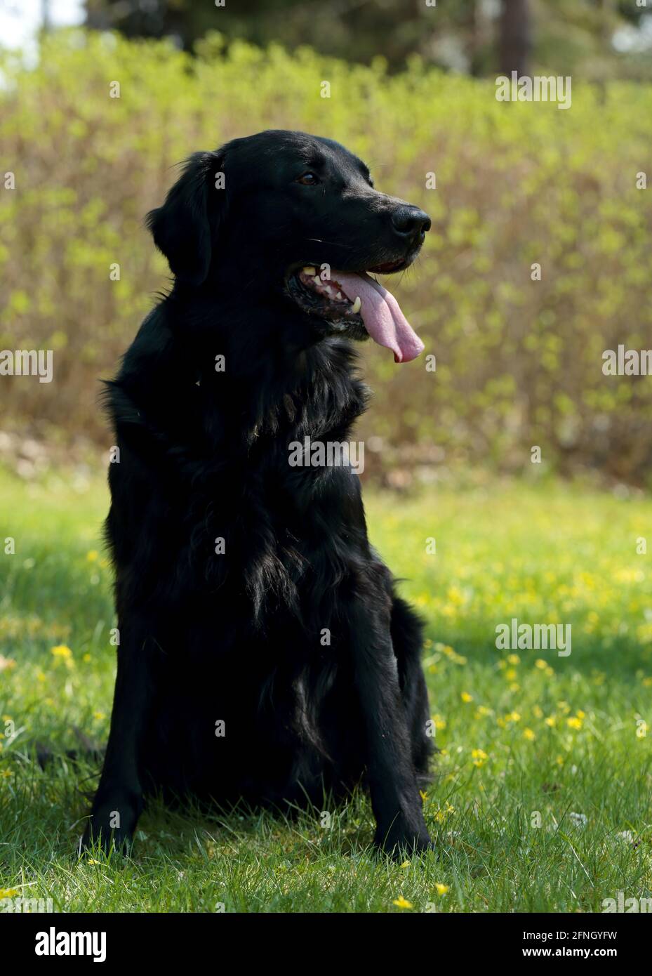 A flat coated retriever sitting in garden on a sunny day Stock Photo