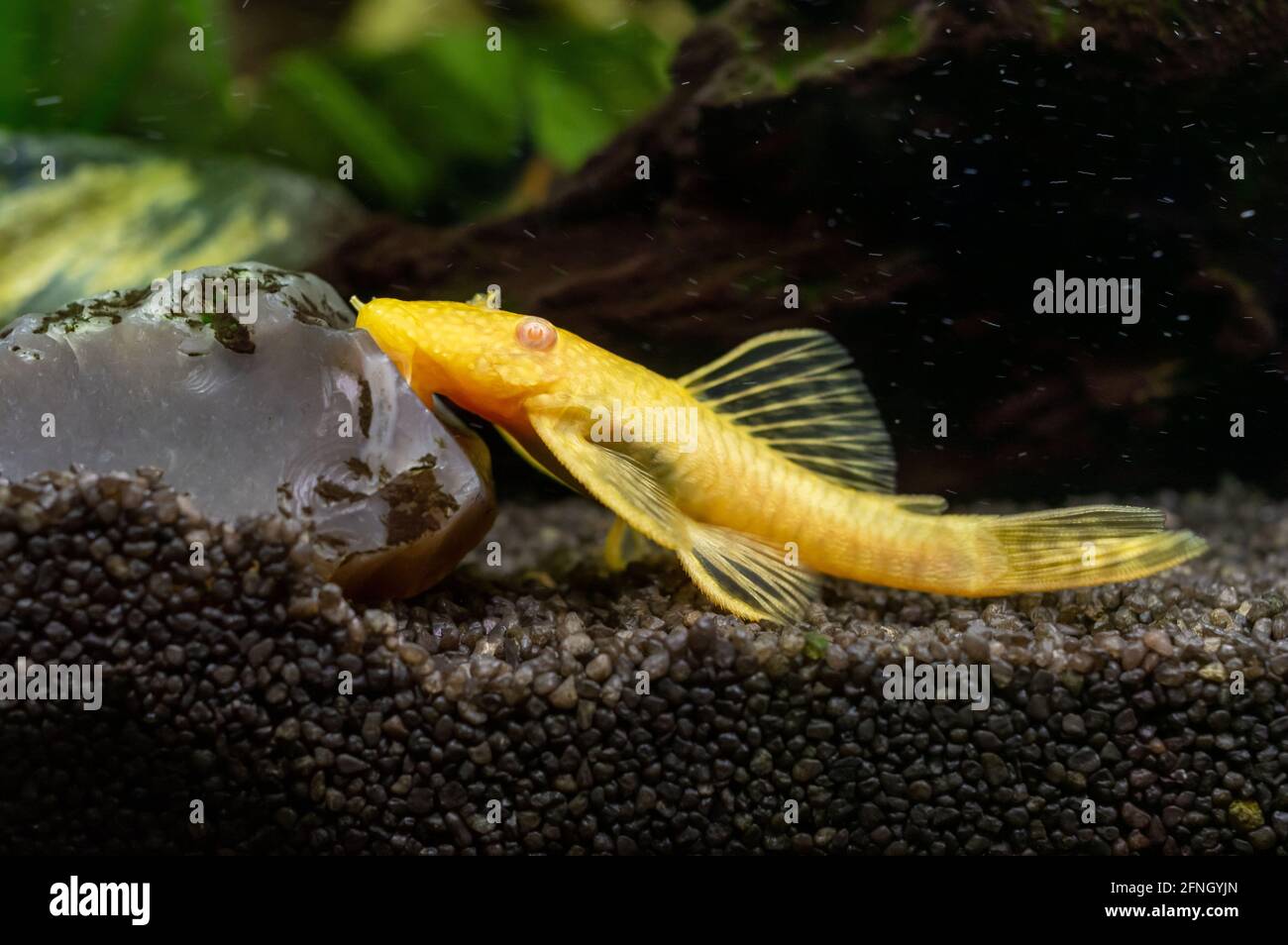 Closeup shot of a beautiful Ancistrus Gold fish swimming underwater Stock Photo