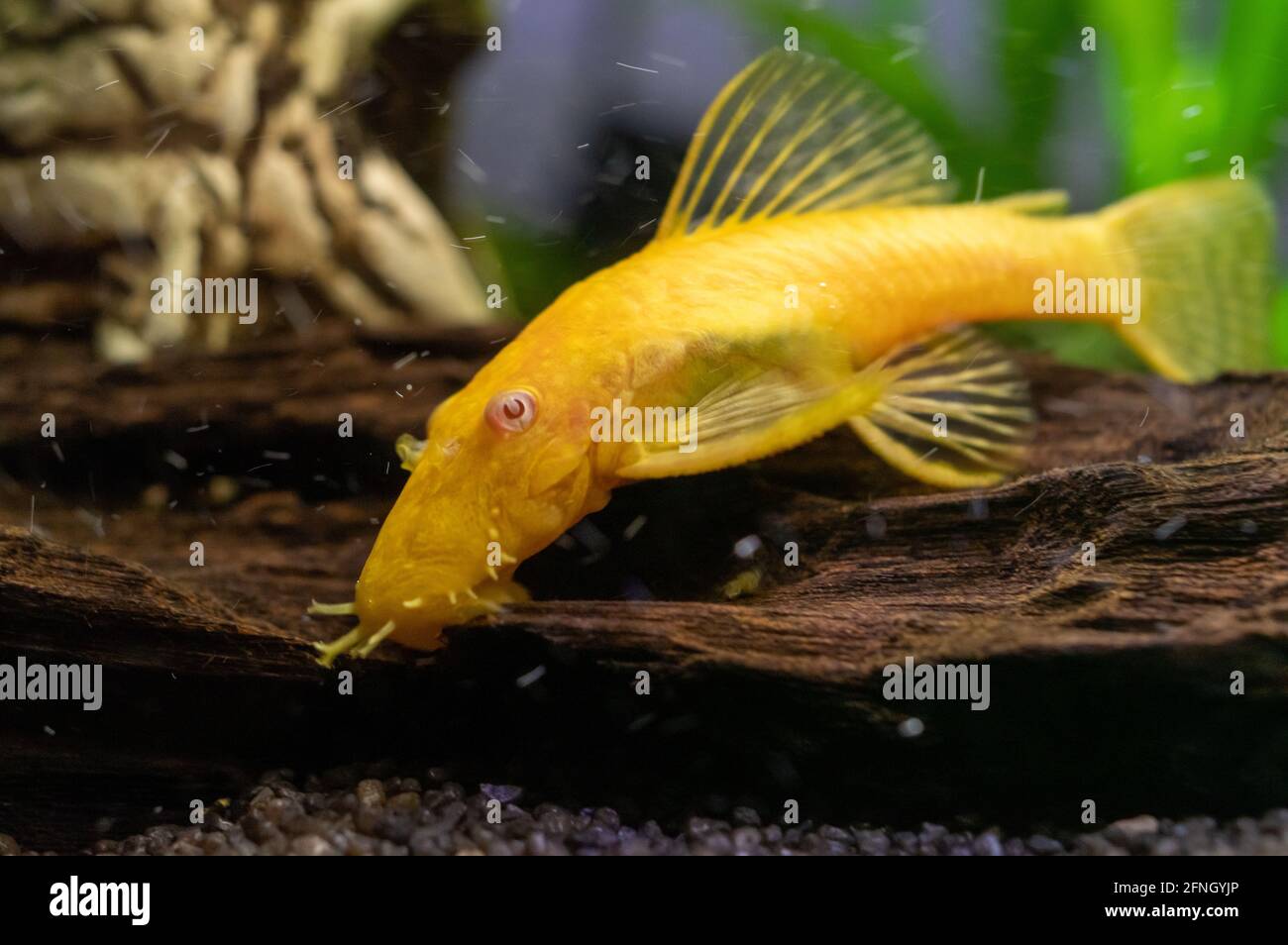 Closeup shot of a beautiful Ancistrus Gold fish swimming underwater Stock Photo