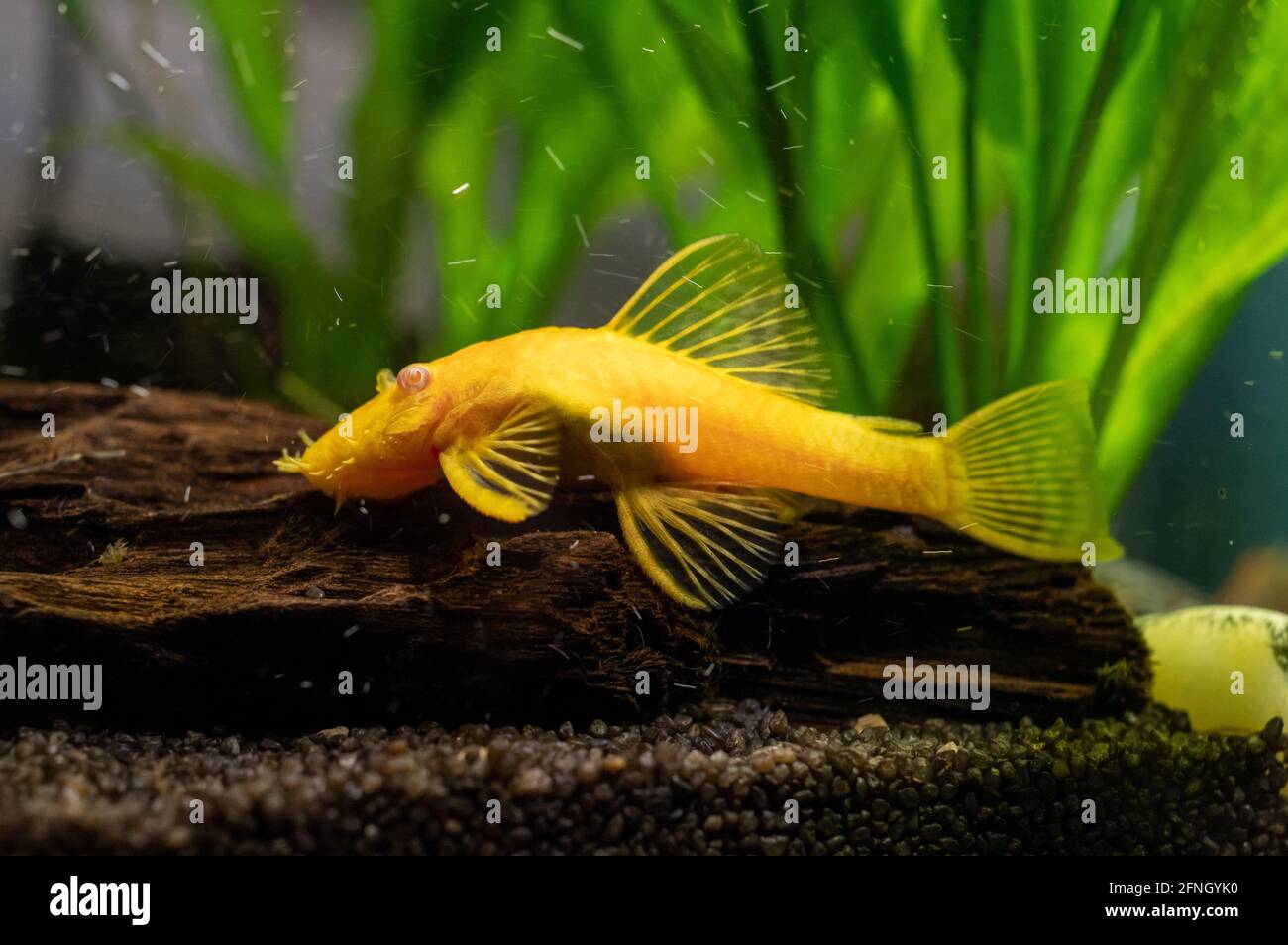 Closeup shot of a beautiful Ancistrus Gold fish swimming underwater Stock Photo