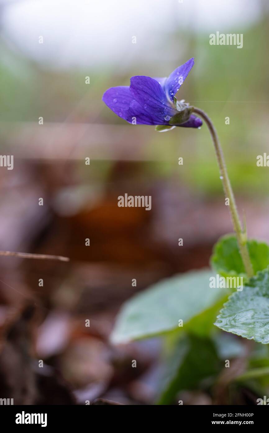 Wild Violet flower blossom in the forest Stock Photo