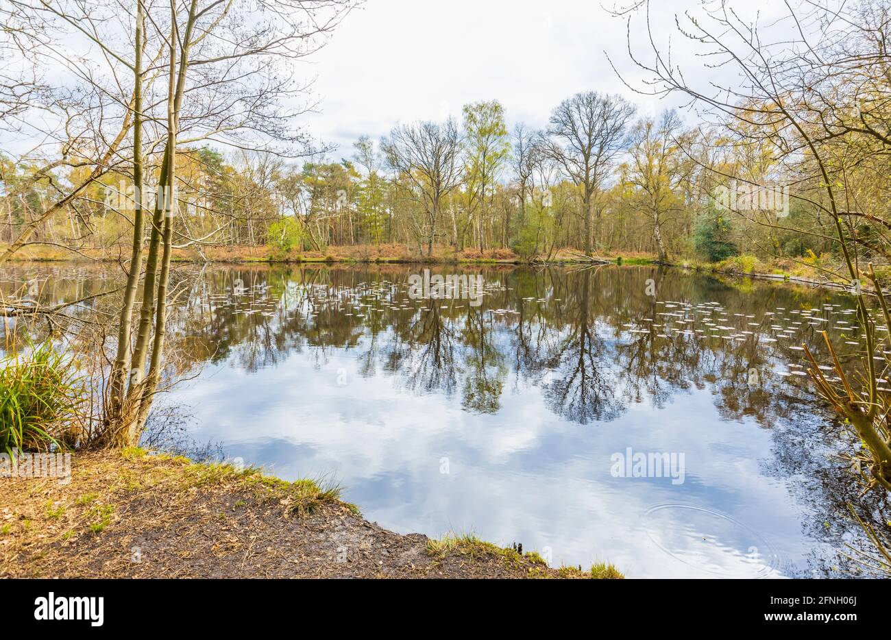 The Fishpool with reflections of lakeside trees in the Gracious Pond area of Chobham Common, near Woking, Surrey, south-east England, in spring Stock Photo