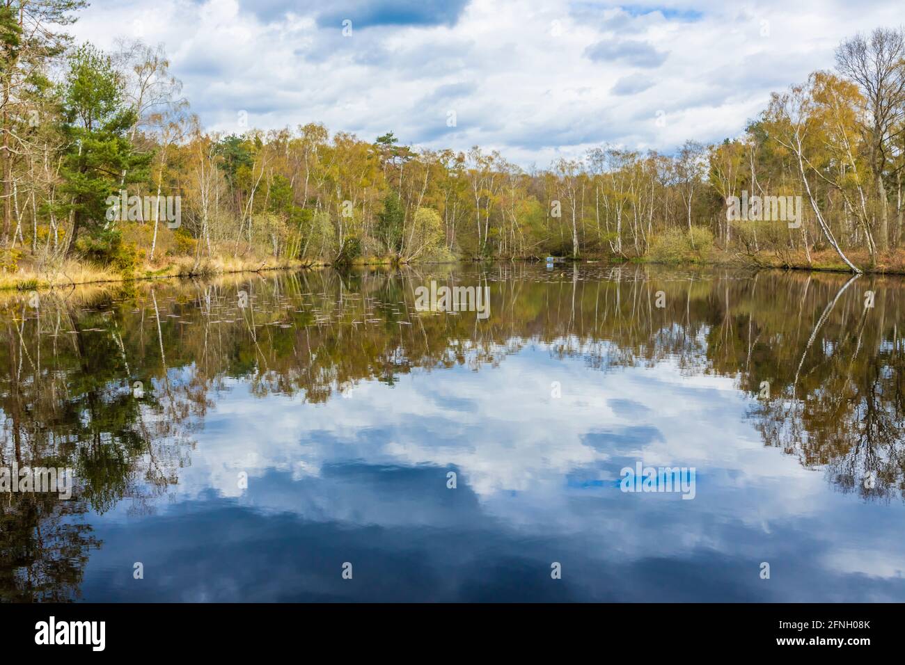 The Fishpool with reflections of lakeside trees in the Gracious Pond area of Chobham Common