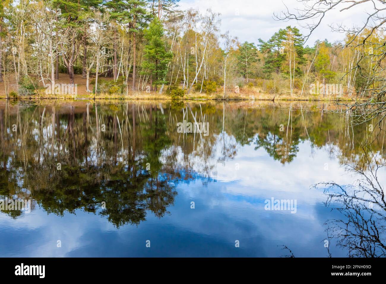 The Fishpool with reflections of lakeside trees in the Gracious Pond area of Chobham Common, near Woking, Surrey, south-east England, in spring Stock Photo