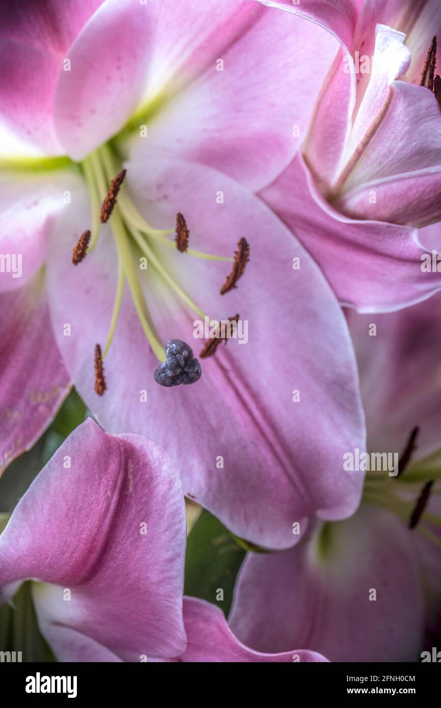 Closeup of the parts of a Lily flower Lillium.  Closeup; Parts; Lily; Flower; Lillium; Stigma; Anther; Anthers; Filament; Filaments; Style; Carpel; Pe Stock Photo