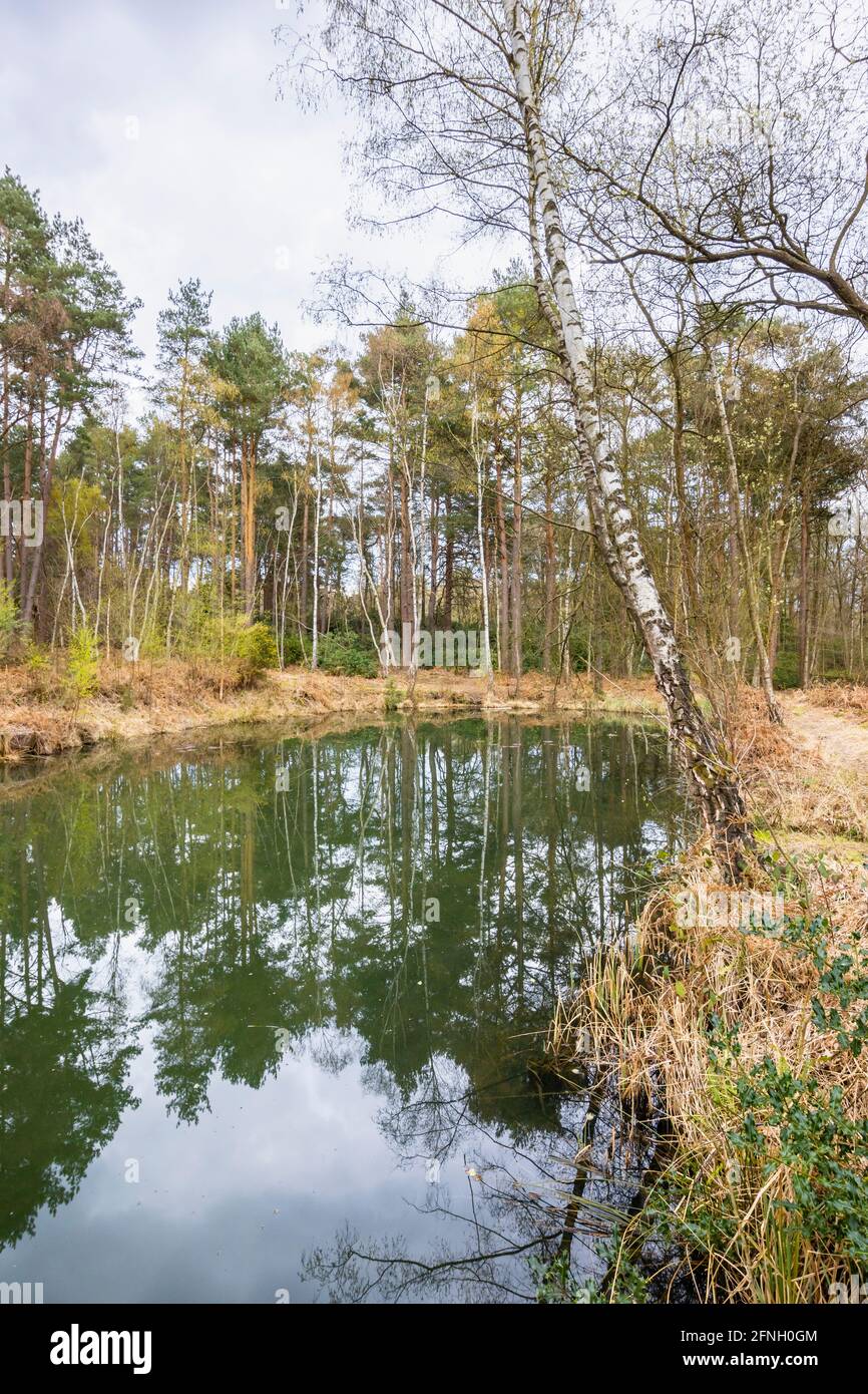 The Fishpool in the Gracious Pond area of Chobham Common, near Woking, Surrey, south-east England, in spring Stock Photo