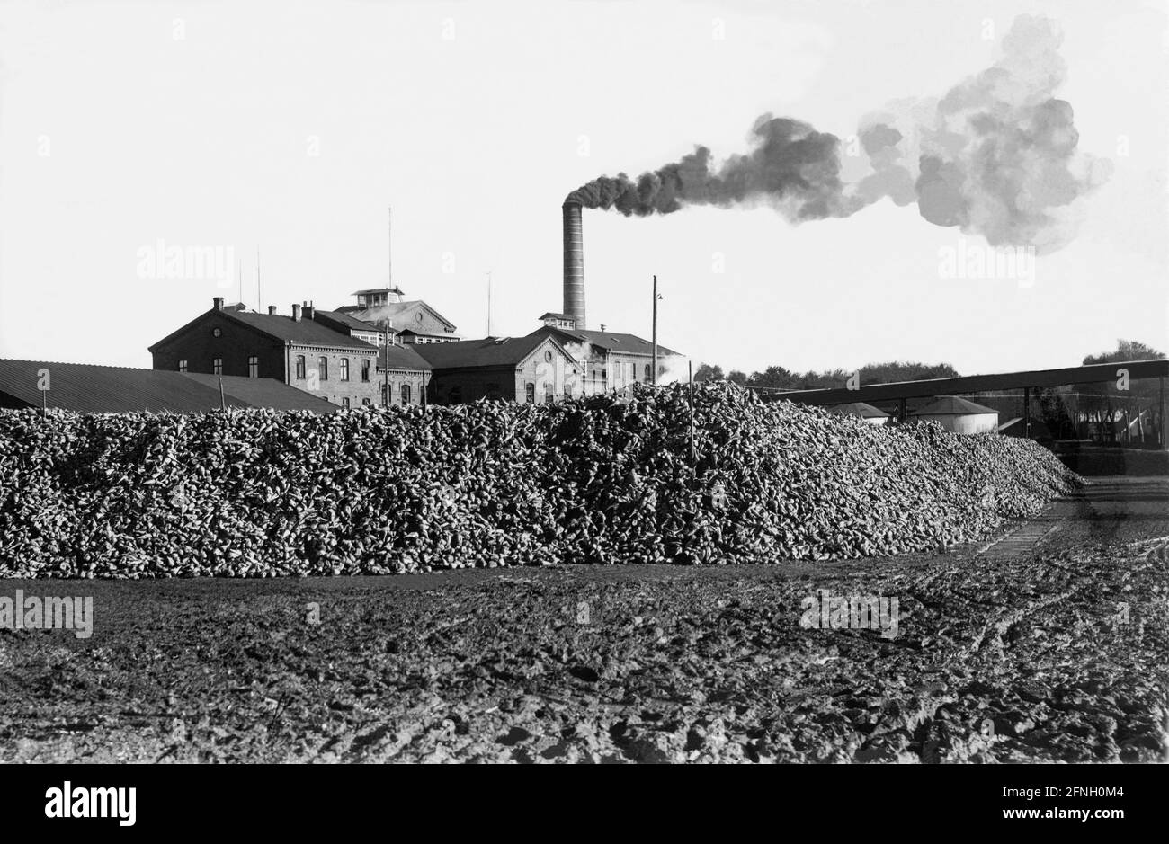 BEETS IN HEAP in the fields around the sugar factory in Hököpinge south Sweden in 1930s Stock Photo