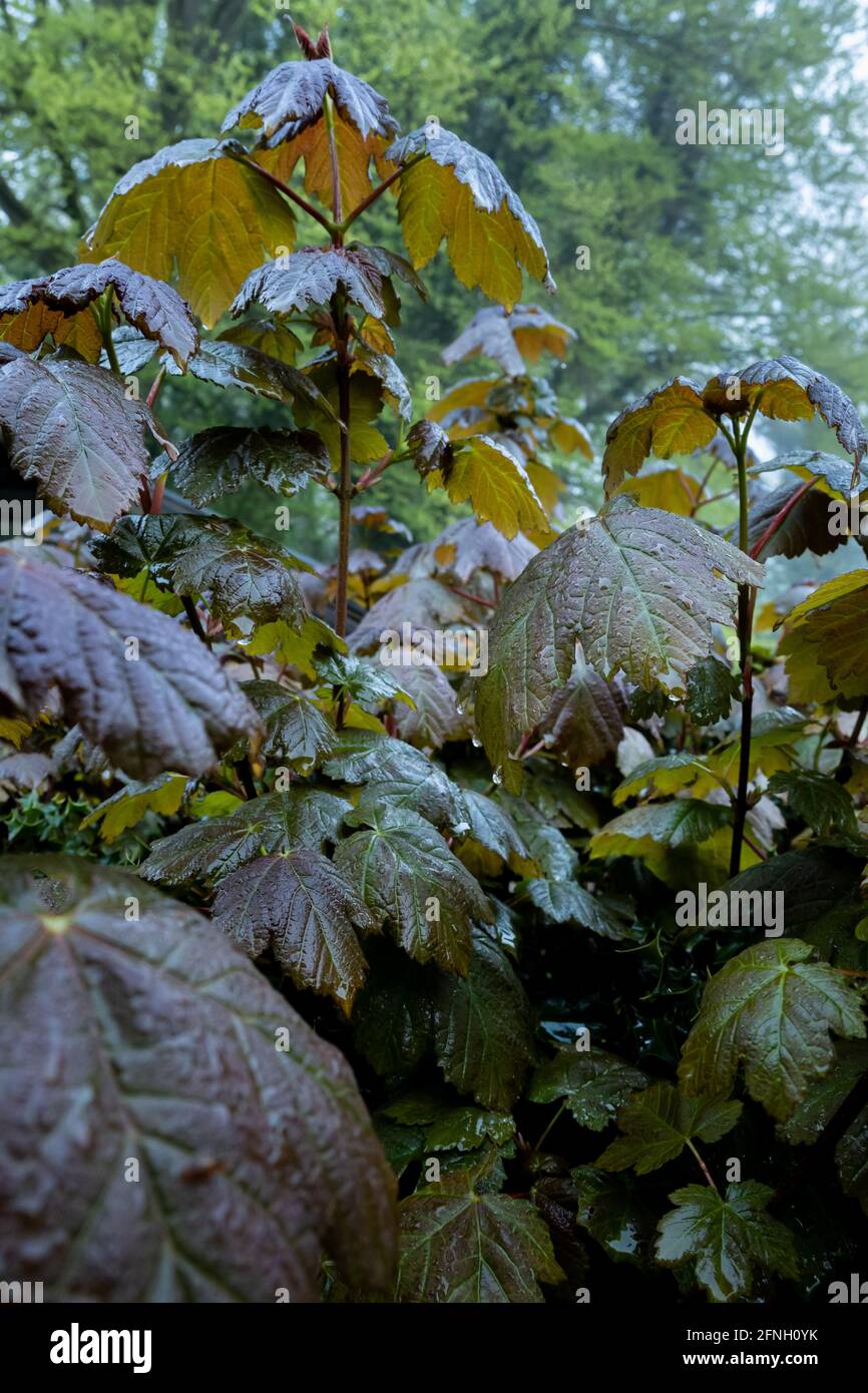 Post rainfall hi res stock photography and images Alamy Post rainfall hi res stock photography and images Alamy