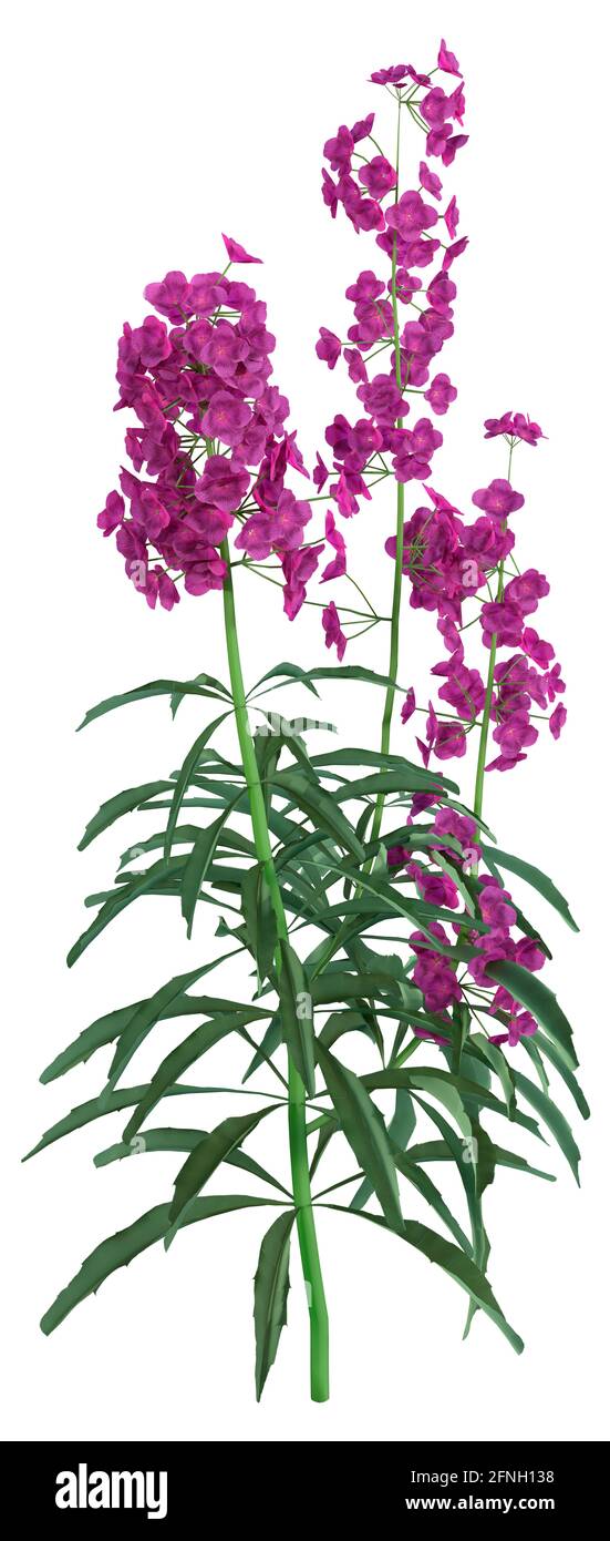 3D rendering of purple blooming wallflower plants isolated on white background Stock Photo