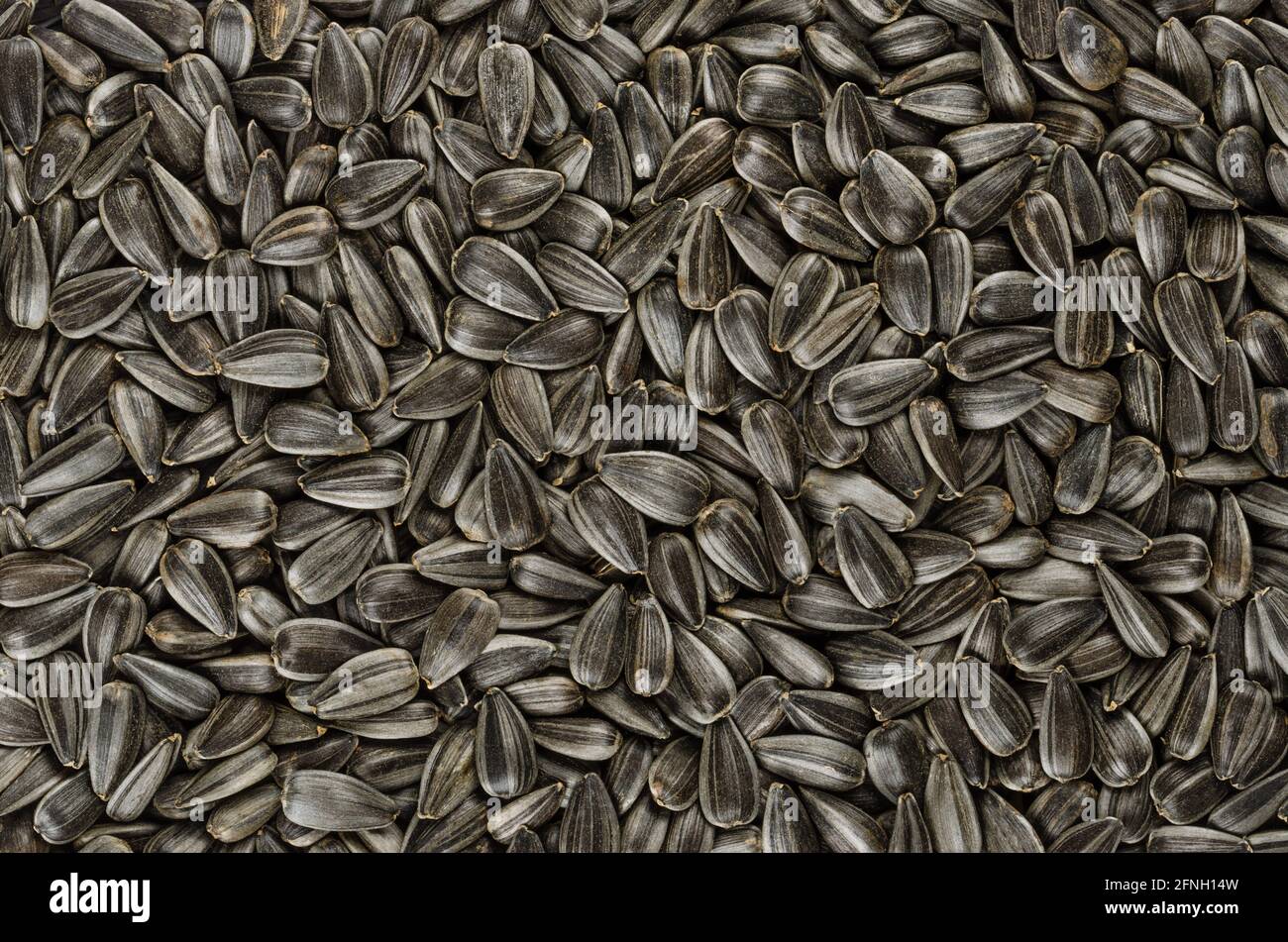 Sunflower seeds, background, from above. Whole, raw and striped fruits