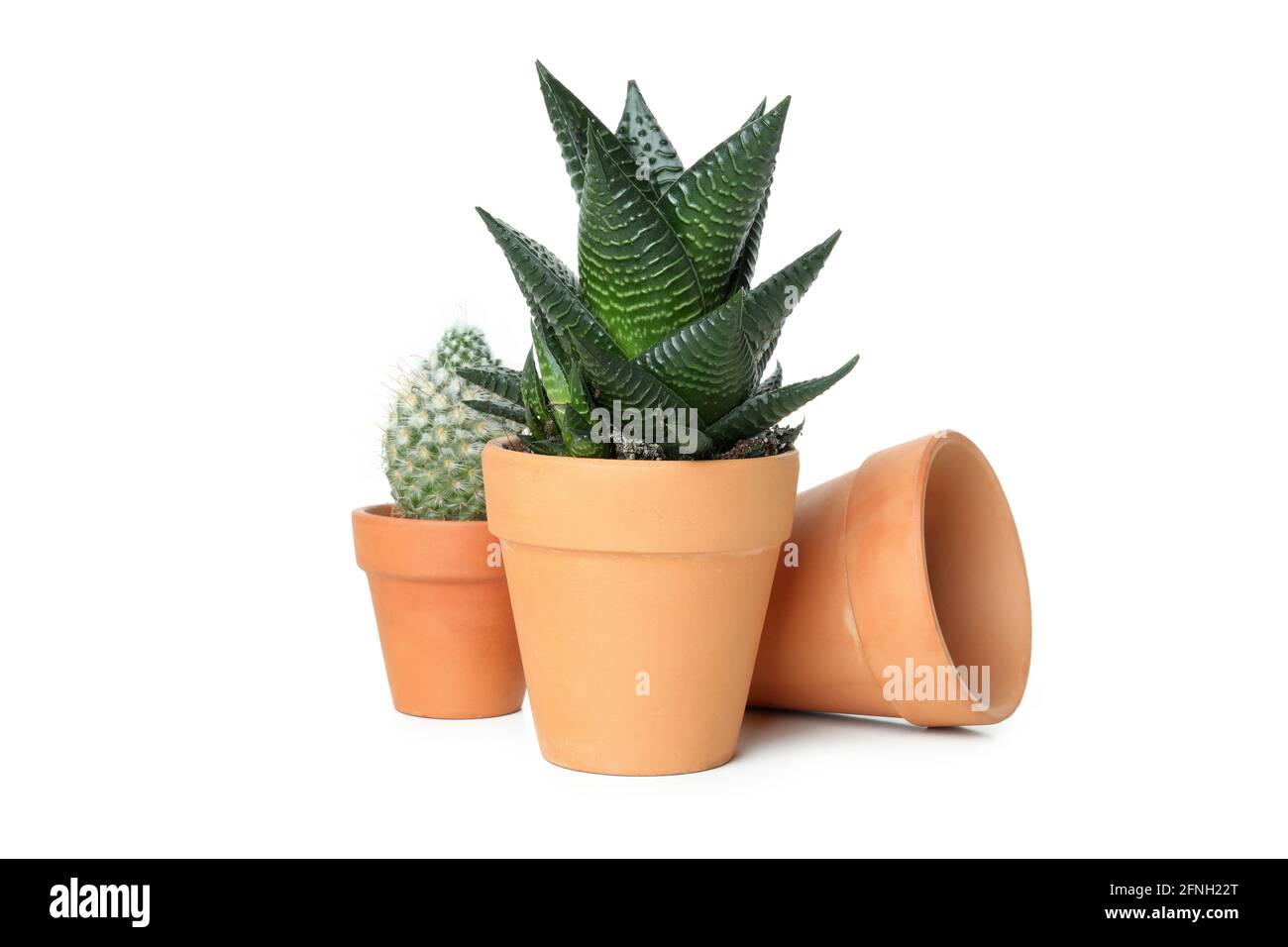 Clay pots with plants isolated on white background Stock Photo - Alamy