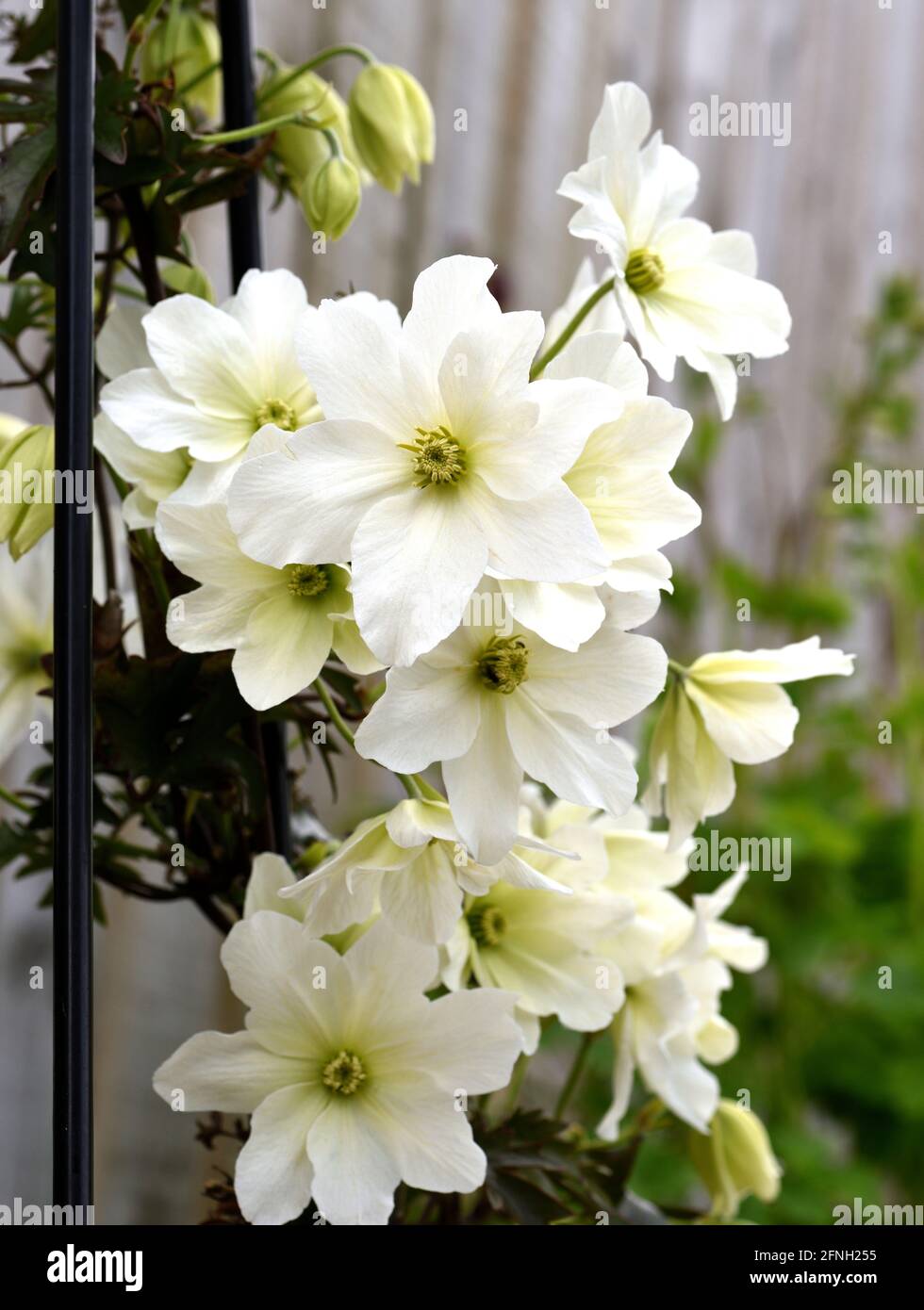 Spring flowering clematis hires stock photography and images Alamy