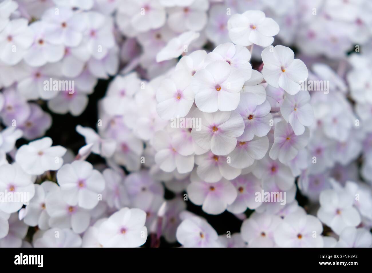 White phlox with pink highlights Stock Photo