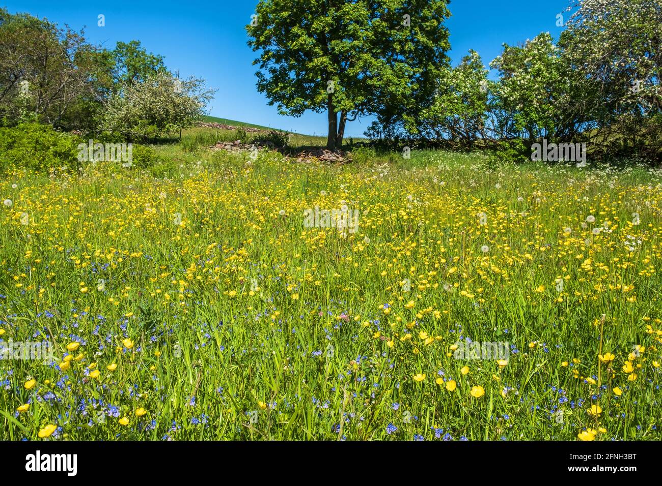 Beautiful flowering meadow with wildflowers a sunny summer day Stock Photo