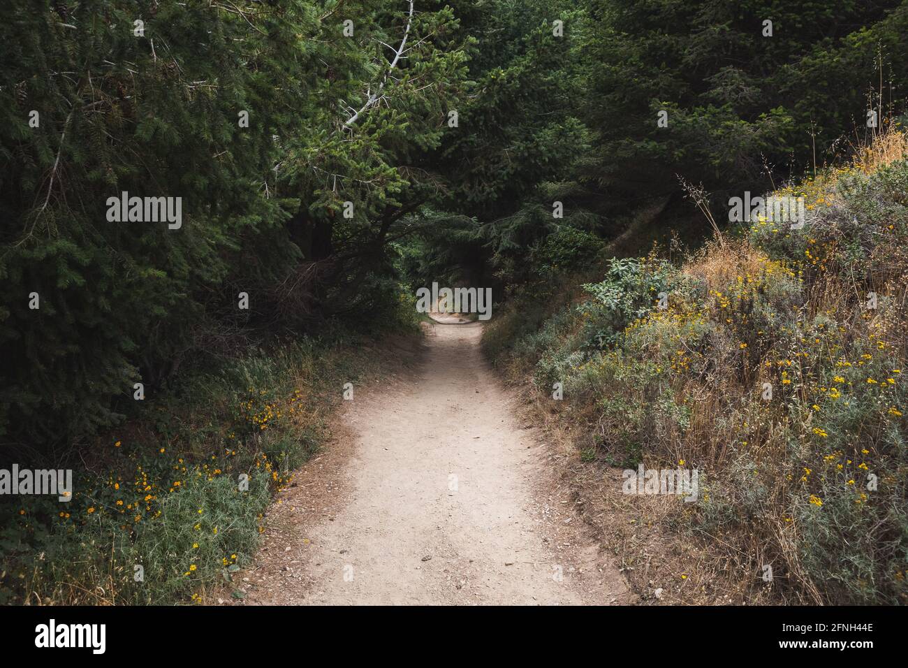 Point Reyes Route Road through the Point Reyes National Park, California Stock Photo - Alamy