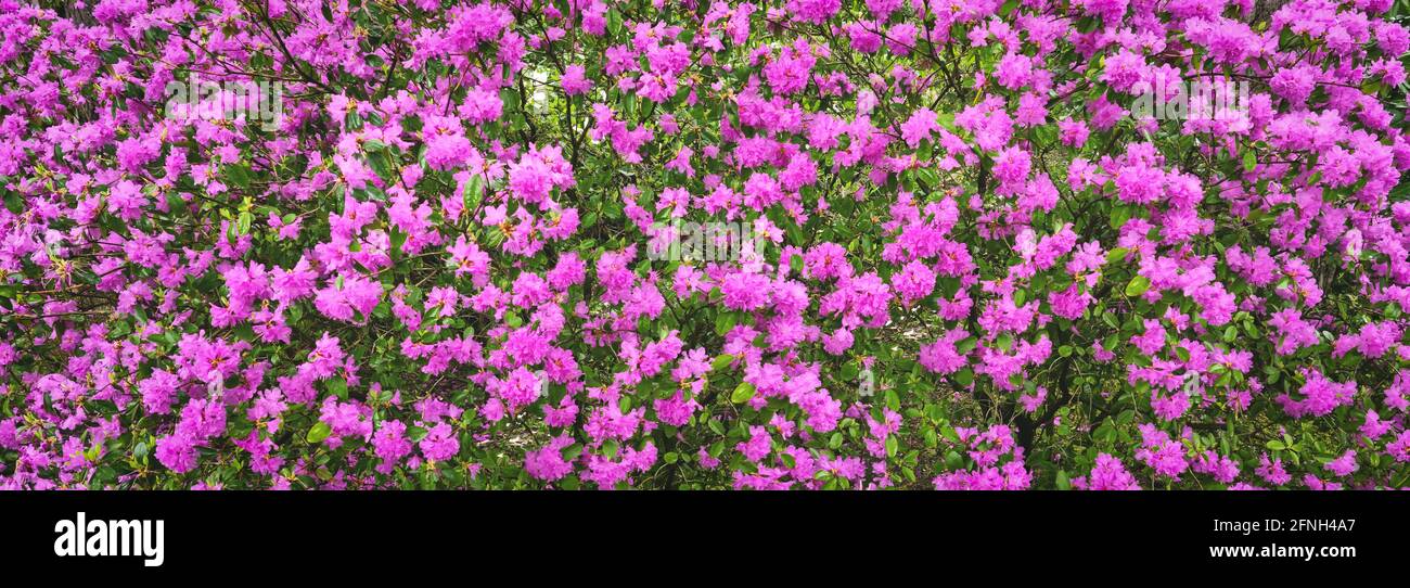 pink blooming rhododendron sichotense bush. banner Stock Photo