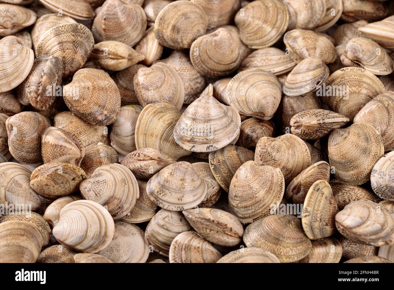 Fresh raw clams one of the main ingredients of the Mediterranean cuisine Stock Photo