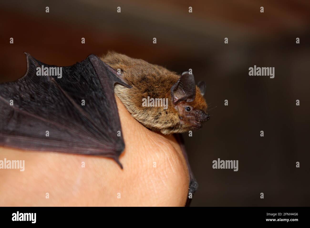 Small brown bat mammal on a human hand Stock Photo