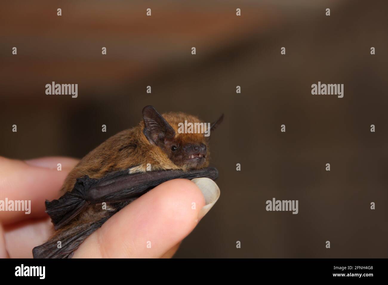 Woman hand holding a young bat. Stock Photo