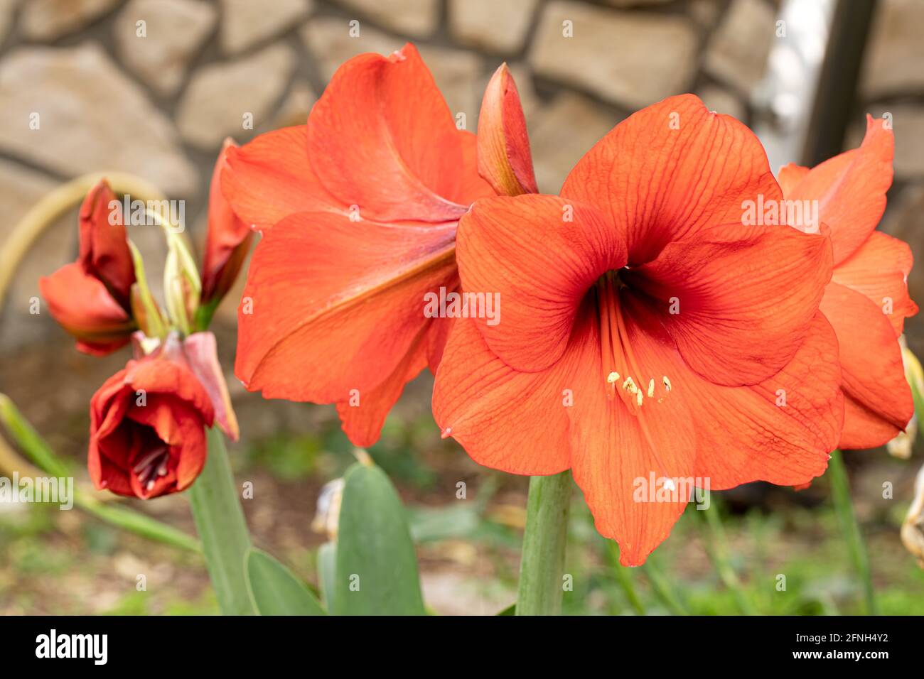 Bloom amaryllis flowers in a garden Stock Photo Alamy