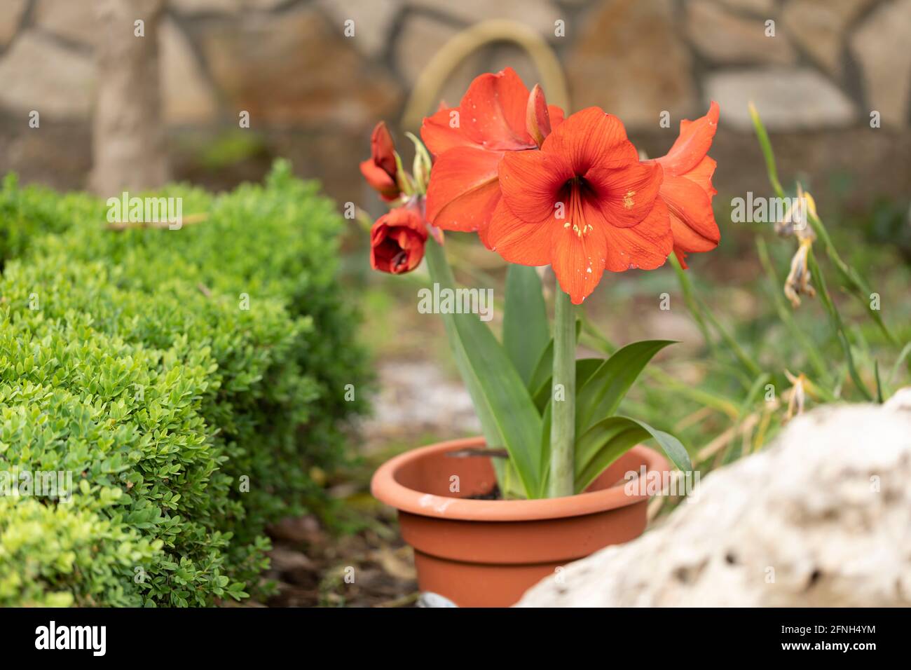 Springtime amaryllis flowers in the garden. Stock Photo