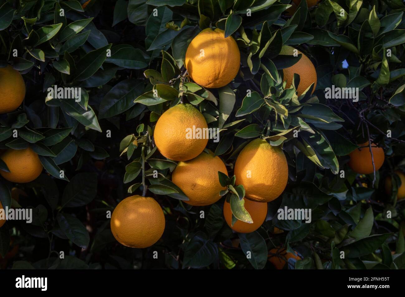 A close up, beautiful shot of a scenery that captures oranges on a tree in Mugla, Akyaka. This photo's realistic shot creates an incredible aesthetic. Stock Photo