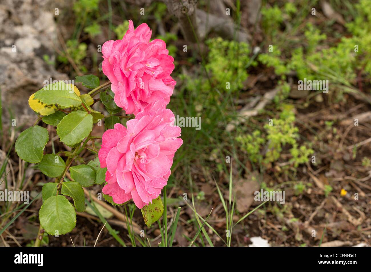 Pink roses in bloom in a garden Stock Photo
