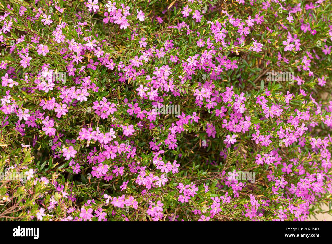 Wild thyme herb in bloom in a garden Stock Photo