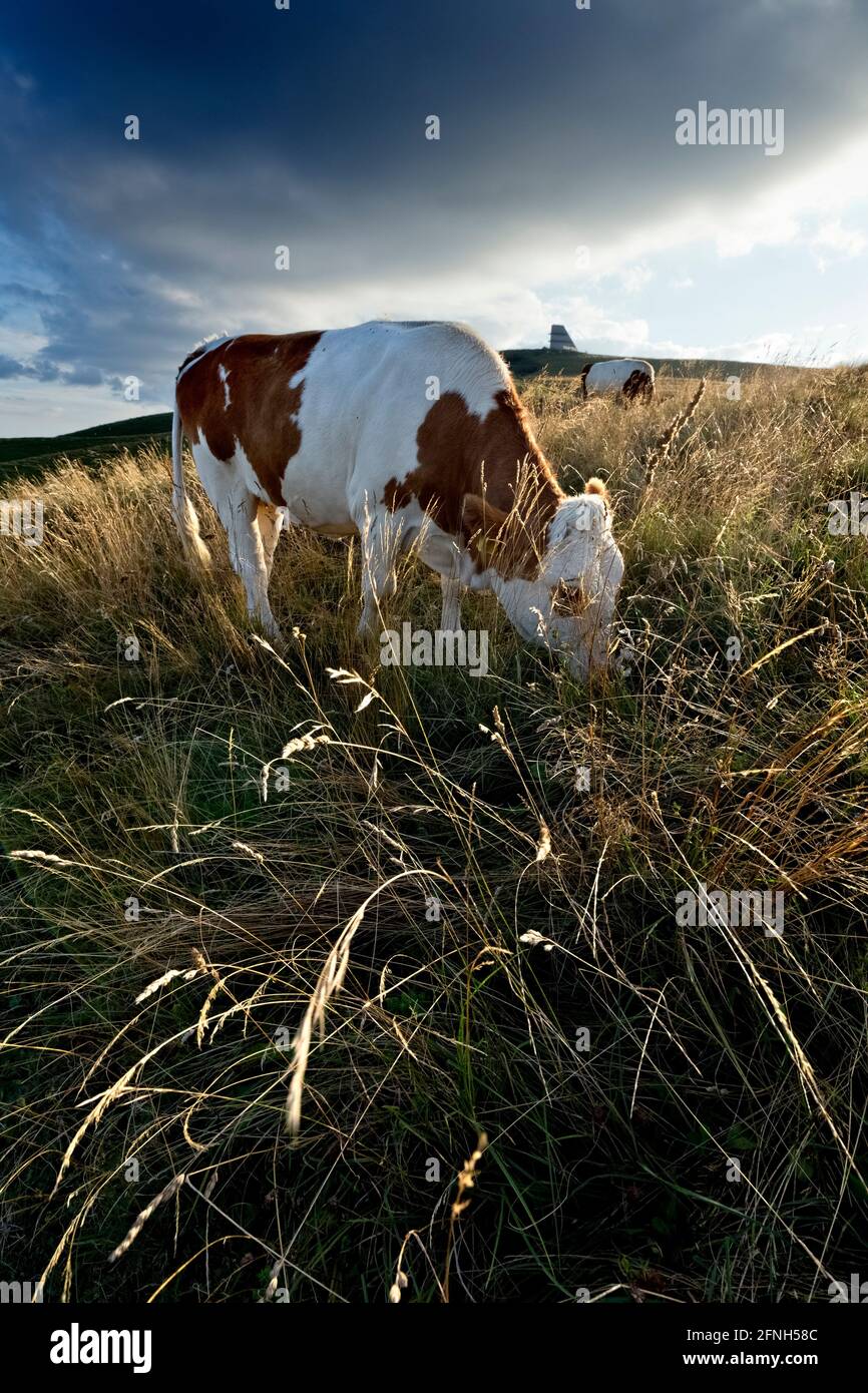 Cows grazing at the Malga Fittanze. Lessinia, Verona province, Veneto, Italy, Europe. Stock Photo